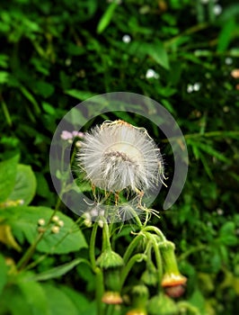 sintrong is a Terna which is generally found wild as a weed on the roadside, when it blooms the flowers can fly