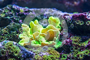 Sinularia dura coral in nature photo