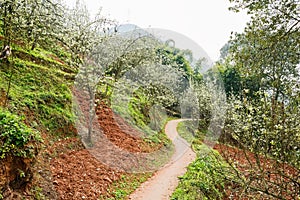 Sinuous countryside footpath in pear blossom on sunny spring