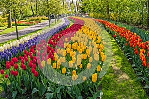 Sinuous lines of tulips and hyacinths in the Keukenhof Gardens in the Netherlands
