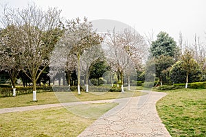 Sinuous path in blossomy spring