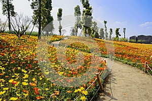 Sinuous path in flowering corn poppy field on hillside of sunny