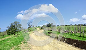 Sinuous Path In Nebrodi Park, Sicily