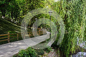 Sinuous path in verdant spring