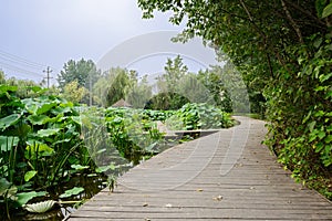 Sinuous planked path around lotus pond in cloudy summer