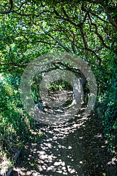 Sinuous shaded path under green foliage and tortuous branches