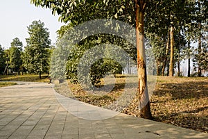 Sinuous shady path on sunny spring day