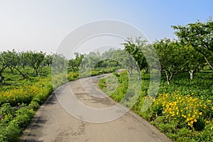 Sinuous way in flowering orchard of sunny summer morning