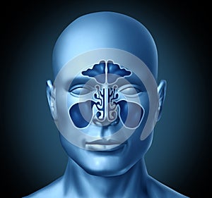 Sinus cavity on a human head photo