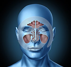 Sinus human nasal cavity with human head photo