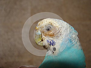 Sinusitis & inflammation of the nose in birds; vet examines a budgie parrot