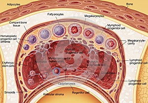 Sinusoids, which are small blood vessels, and other components