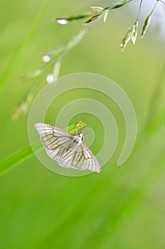 Siona lineata, the black-veined moth