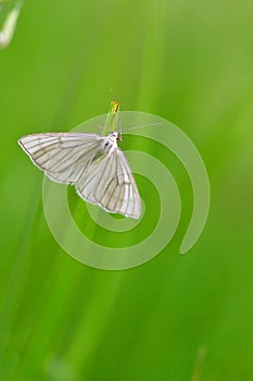 Siona lineata, the black-veined moth