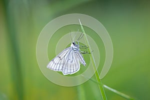 Siona lineata, the black-veined moth, is a moth of the family Geometridae.