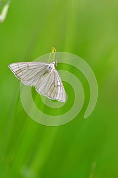 Siona lineata, the black-veined moth photo