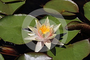 `Sioux Water Lily` flower - Nymphaea Sioux