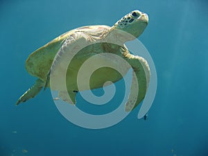 Sipadan green sea turtle underwater