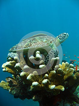 Sipadan sea turtle coral reef cleaning station