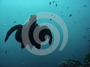 Sipadan sea turtle swimming underwater borneo