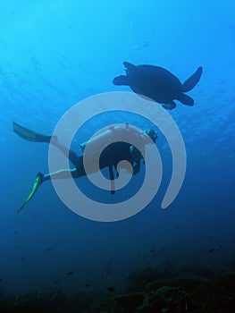 Sipadan Turtle scuba diver underwater borneo