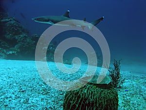 Sipadan white tip reef shark underwater