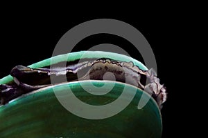 A siphon of the Perna viridis or Asian green mussel isolated on