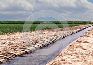 Siphon Tube Irrigated Cornfield