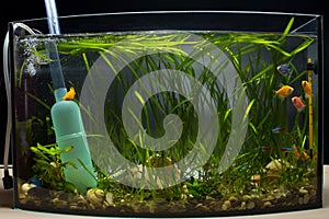 Siphone to pump a water from aquarium. Change water in aquarium