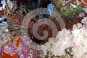 Siphonogorgia in the Red Sea.