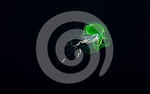 Siphonophore with green protein at night.