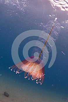Siphonophore
