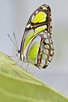 Sipoetra Stelenes - Malachietvlinder