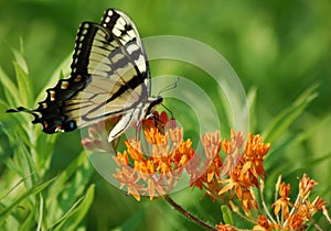 Sipping Nectar photo