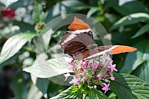 Siproeta epaphus butterfly