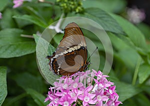 Siproeta epaphus perched on a flower at the Butterfly House of the Forth Worth Botanical Gardens.
