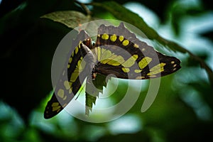 Siproeta Stelenes or Brush-footed butterfly at Antipa Museum in Bucharest