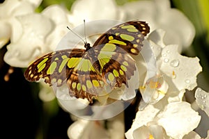 Siproeta stelenes butterfly