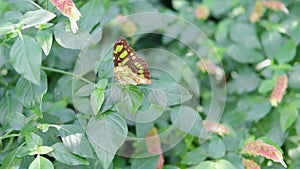 Siproeta Stelenes butterfly flying in a beautiful garden