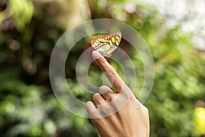 Siproeta stelenes green malachite butterfly