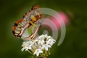 Siproeta stelenes malachite is a Neotropical brush-footed butterfly in nature habitat. Nice insect from Costa Rica with black and