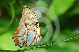 Siproeta stelenes- Pearly Malachite in Forest photo