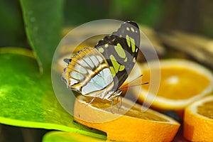 Siproeta stelenes side view in a insects farm_Malachitfalter