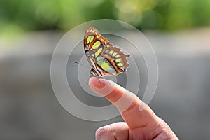 Siproeta stelens, wonderful Malachite butterfly