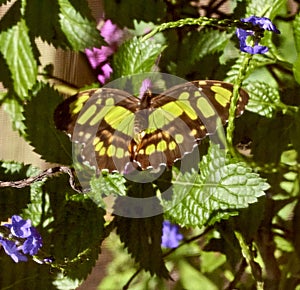 Siproeta stylenes, the malachite butterfly on flower