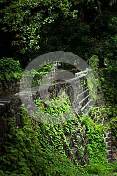 Sir Seewoosagur Ramgoolam Botanical Garden in Mauritius