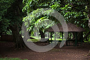 Sir Seewoosagur Ramgoolam Botanical Garden in Mauritius