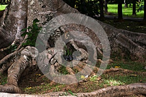 Sir Seewoosagur Ramgoolam Botanical Garden in Mauritius