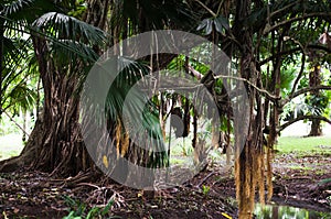 Sir Seewoosagur Ramgoolam Botanical Garden in Mauritius