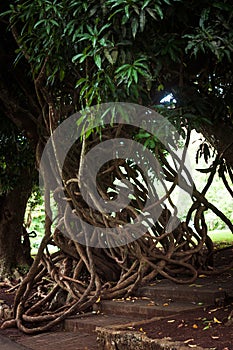 Sir Seewoosagur Ramgoolam Botanical Garden in Mauritius